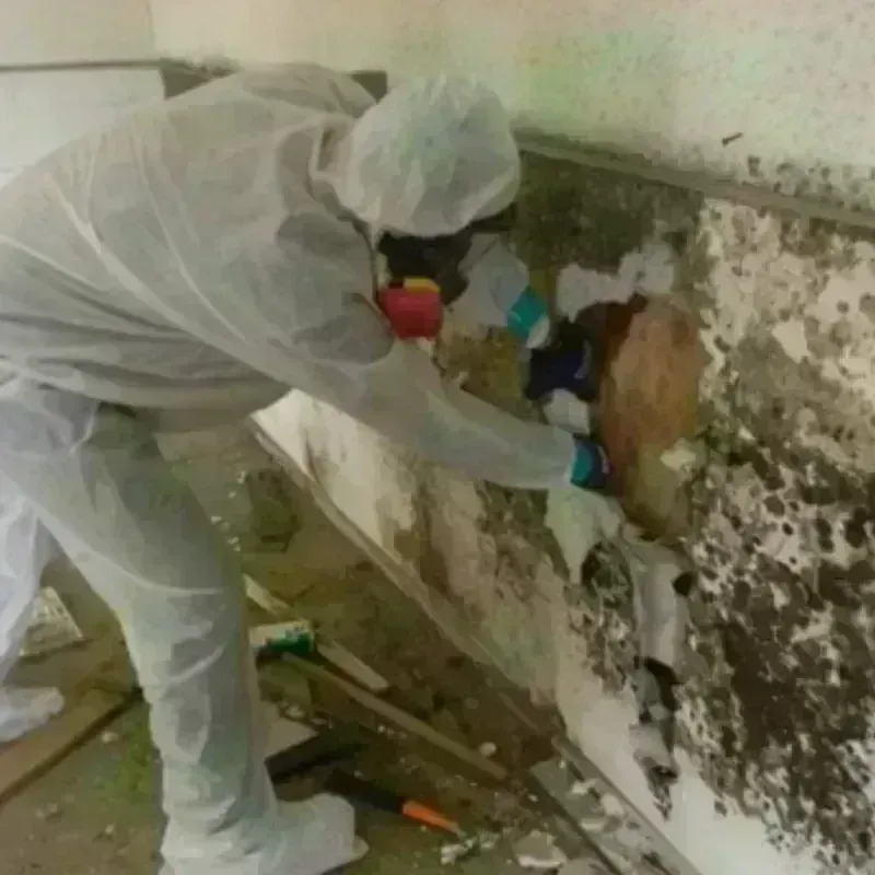 Mold Remediation and Removal in Union County, GA